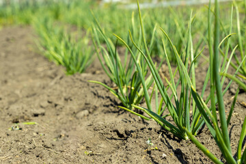 Fresh onion grows at the organic household during sunny summertime day. Authentic farm series.