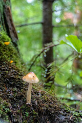 A tiny mushroom grows among the leaves and twigs at the side of a hiking trail in Algonquin Park, Ontario.