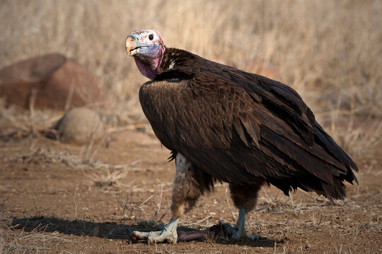 Wollkopfgeier Bilder Durchsuchen 393 Archivfotos, und