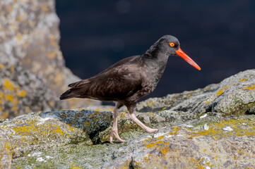 Black Oystercatcher (Haematopus bachmani) at Chowiet Island, Semidi Islands, Alaska, USA