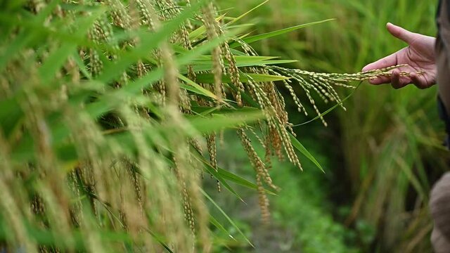Slow motion shot of woman hand touching mature seed heads of Oryza sativa (or Asian rice) growing in rice paddy field in Thailand.