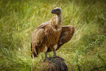 Portrait of a White-backed vulture (Gyps africanus), Lake Mburo National Park, Uganda.