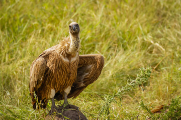 Portrait of a White-backed vulture (Gyps africanus), Lake Mburo National Park, Uganda.	
