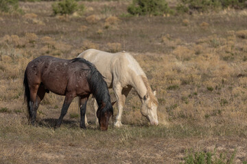 Obraz na płótnie Canvas Wild Horses in the Utah Desert
