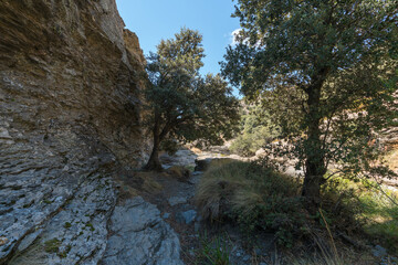 trees in a mountainous area of Sierra Nevada