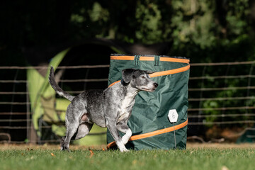 Hund im Hoopers Parcour
