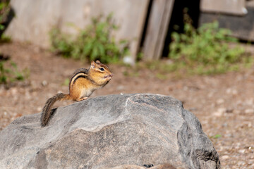 Naklejka na ściany i meble A cute chipmunk sits on top of a boulder and looks out towards the tourists walking around the property at Screaming Heads sculpture garden on Midlothian Road in Ontario.