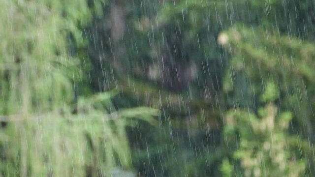 Macro rain shot in the woods in slowmotion in tyrol, italy.