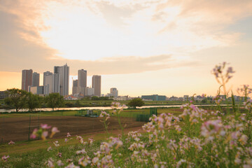 Obraz premium 武蔵小杉の再開発