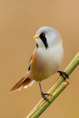 Bearded reedling (Panurus biarmicus) sitting on a reed. Beautiful bearded tit detailed portrait in its habitat with soft yellow background. Wildlife scene from nature. Czech Republic