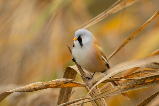 Bearded reedling (Panurus biarmicus) sitting on a reed. Beautiful bearded tit detailed portrait in its habitat with soft yellow background. Wildlife scene from nature. Czech Republic