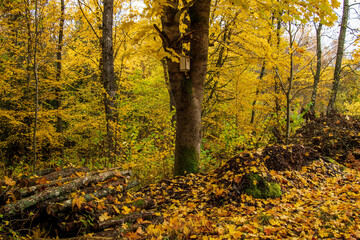 autumn in the forest