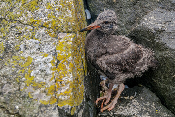 Black Oystercatcher (Haematopus bachmani) chick at Chowiet Island, Semidi Islands, Alaska, USA
