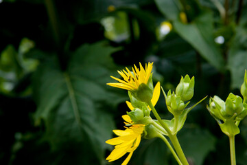 Fototapeta premium Fleurs jaune de Jardin d'été