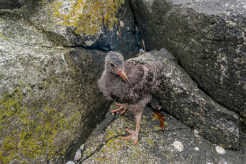 Black Oystercatcher (Haematopus bachmani) chick at Chowiet Island, Semidi Islands, Alaska, USA