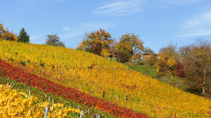 Schwäbischer Weinberg, Swabian vineyard, Vitis vinifera
