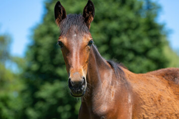 Portrait of a trotting horse on a meadow