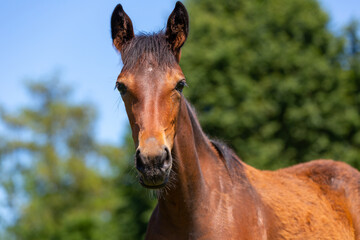 Portrait of a trotting horse on a meadow