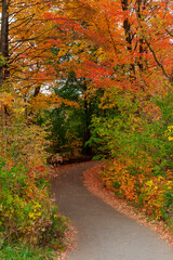 A walking path in Lambton Woods in Toronto (Etobicoke), Ontario leads through lush autumn coloured foliage.
