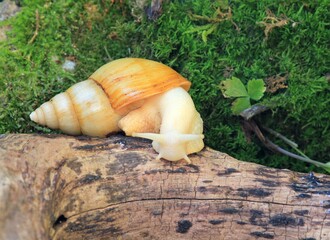 Giant African snail Achatina fulica on a tree branch in moss