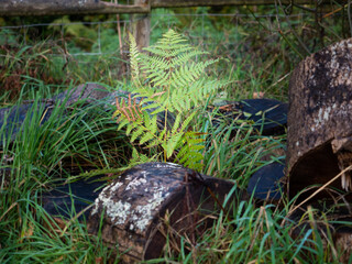 Single green fern in forest