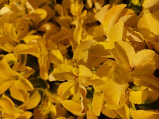 Large size horizontal abstract background of bright yellow flowers.