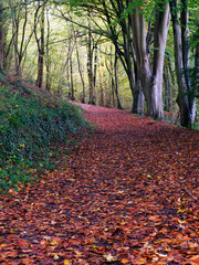 Autumn leaves on pathway through forest in England