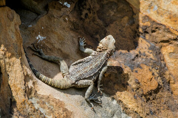 Caucasian Agama (Laudakia caucasia) in the foothills, Caucasus, Republic of Dagestan, Russia
