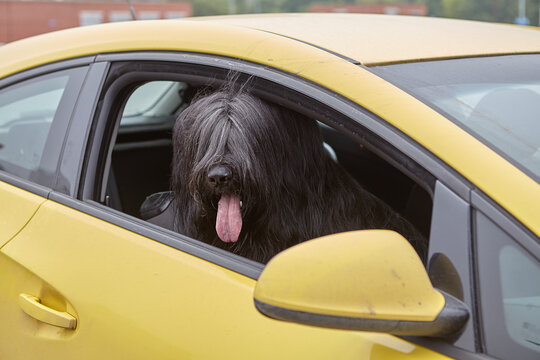 Black briard sits inside car for guarding.
