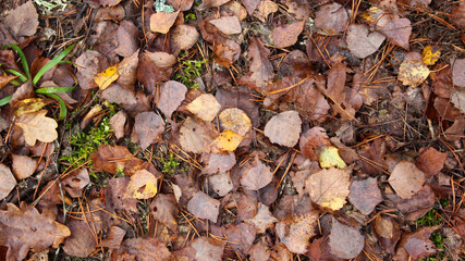 Yellow-brown detailed autumn background of dry birch leaves falling to the ground. Natural, autumn forest background. View from above.