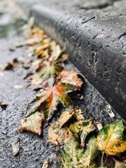 autumn leaves on the ground