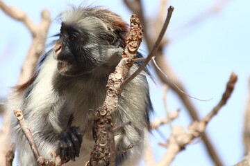 A red Colobus in close up