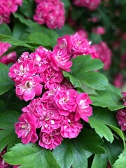 Hawthorne flowers and leaves, blooming, close up, bright pink flowers