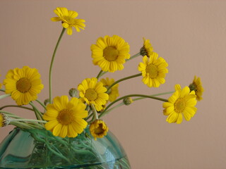 Filigree daisy flowers in a vase, yellow flowers, close up