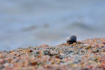 shell on a rock in brittany. France