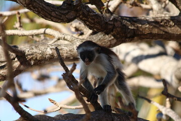 A red Colobus in close up