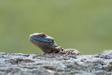 Caucasian Agama (Laudakia caucasia) in the foothills, Caucasus, Republic of Dagestan, Russia