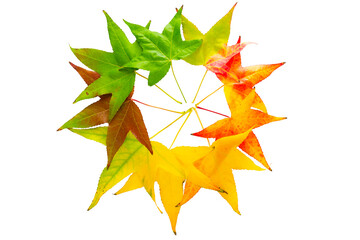 leaves of yellow-paint maple of different autumnal colors laid out in the circle isolated on white background. A autumnal concept of the fall season made of leaves of green, yellow, and red colors
