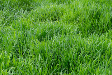 close up of fresh green grass filed background