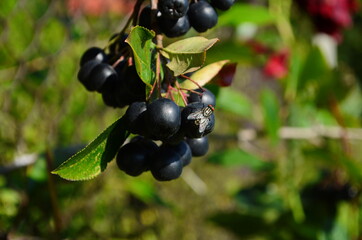 Grapes of black ashberry. Chokeberry ashberry. Autumn. September.
