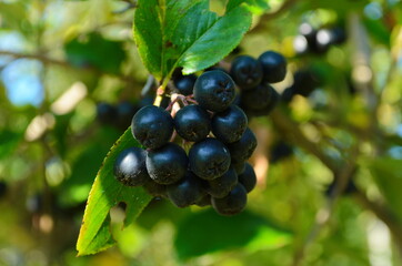 Grapes of black ashberry. Chokeberry ashberry. Autumn. September.