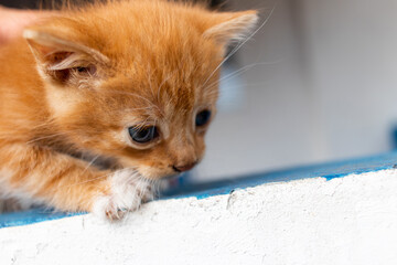 Fototapeta premium Cute little ginger kitten close-up, crawling along the wall.