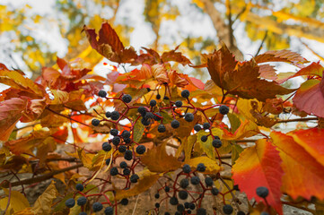 Wild grapes, autumn