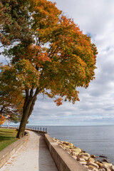 A colourful tree stands beside a walking path, looking out over Lake Ontario on a mostly cloudy day in Gairloch Gardens in Oakville, Ontario.