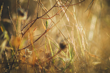 plantas secas y flores naturales en el campo al atardecer