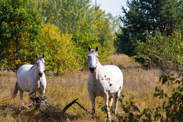 Obraz na płótnie Canvas A group of white and brown horses grazing in the pasture against the background of autumn trees