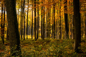 Las jesień drzewa bory park buki olchy światło cień złota pora roku żółty pomarańczowy...