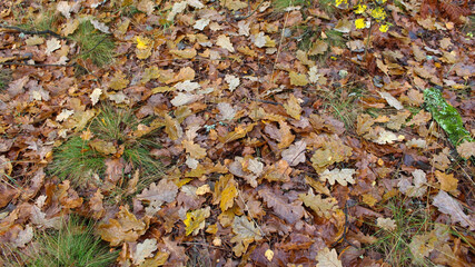 Yellow and brown detailed autumn background of dry oak leaves that have fallen to the ground. Natural, autumn forest background. View from above.