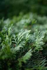 juniper close up