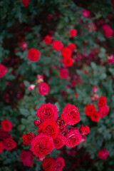 red bush rose